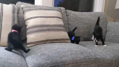 Kittens being kittens multiple times being startled