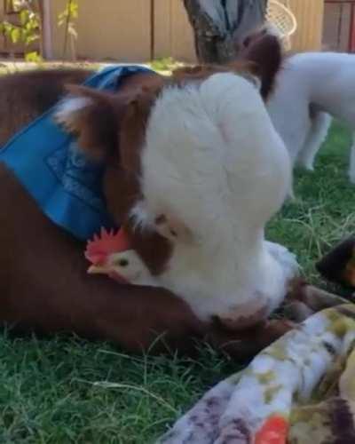 hat’s his chicken 🐔❤️