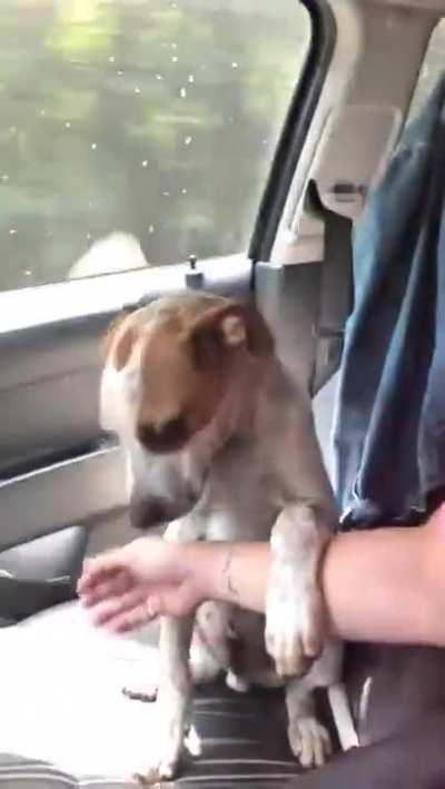 Dog Shows Gratitude After Being Rescued