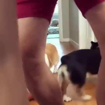 Bringing stuffed animals out together