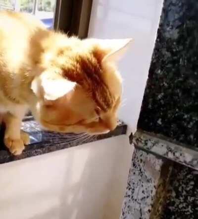 Thus cat learned why we call them Stinkbugs.