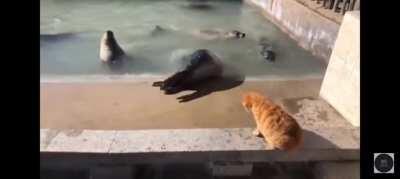 Cats are the best hit animal