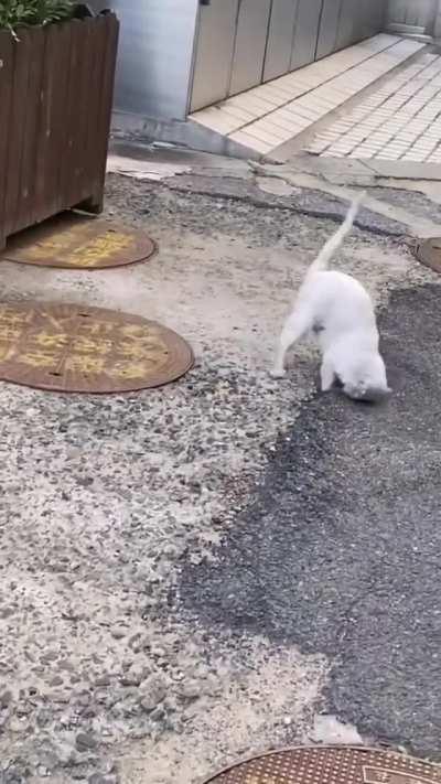 Feral cat grabbing lunch