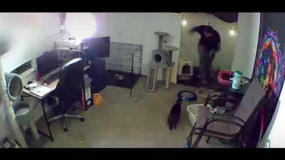 Man Trying To Take Care Of His Friend's Cats Gets Mauled By One