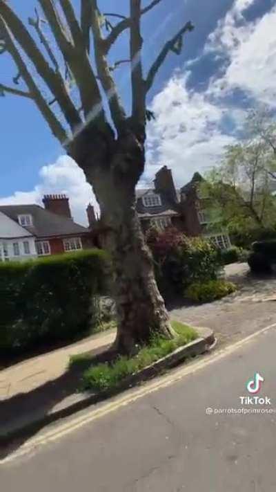 Parrots on a bike 🐦