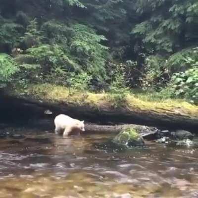 🔥 A beautiful Spirit bear walking along a river in the Pacific Northwest 🔥