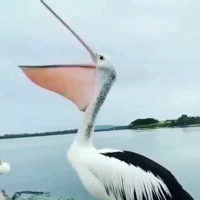 🔥 Yawning of Pelican