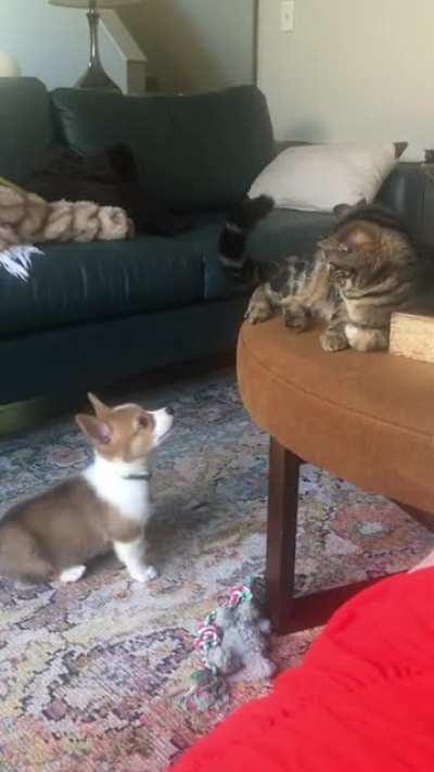 The tease is real….