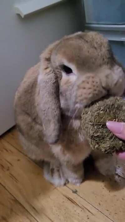 Homemade timothy hay and pumpkin cookies for Potato 🍪🤤