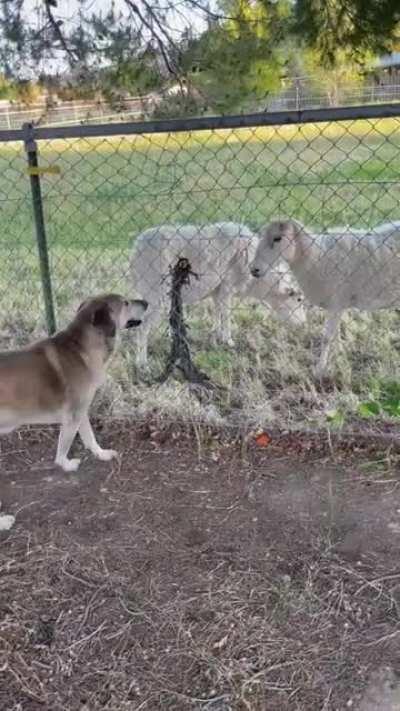 My dog meeting my neighbors sheep