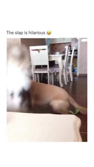 Me slapping my friends back to thier senses