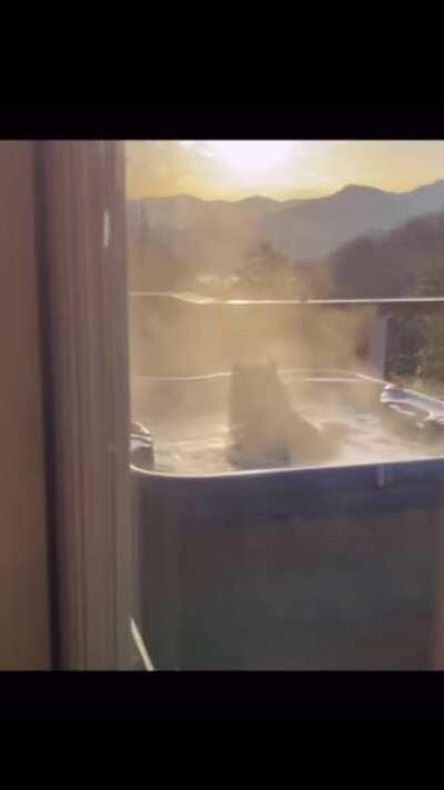 Man finds a bear relaxing in his jacuzzi