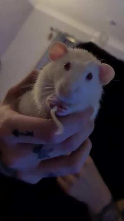 Bean and his noodles