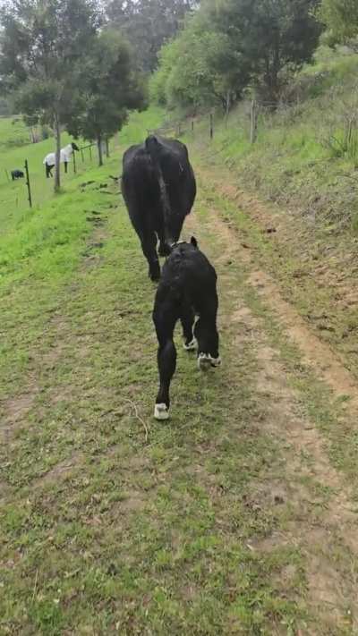 Giant Bull Calf