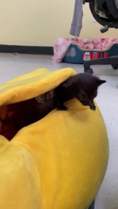 Emerging from the dimension