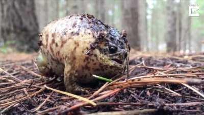 my friend sent me this, think it‘s from a documentary