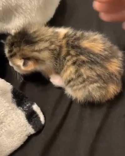 to calm the kitten