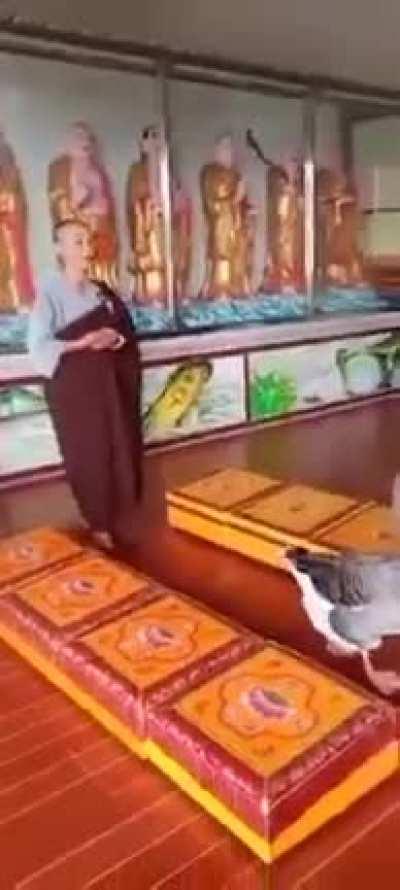 Geese joins in Namo Amitabha recitation session