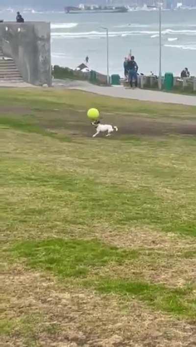 Cachorro brasileiro promedio: