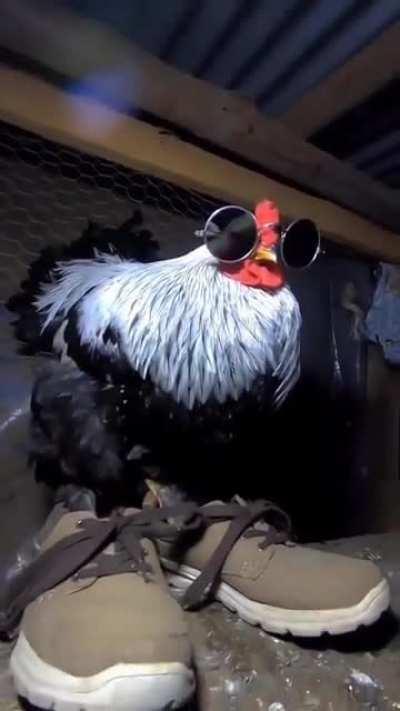 swag chicken attacks you what do you do?