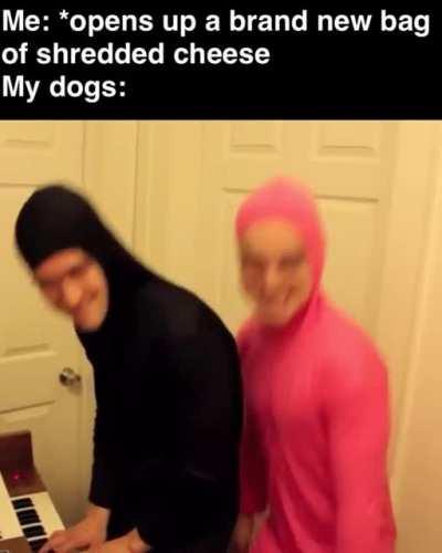 It’s a dogs world and we’re just living in it!