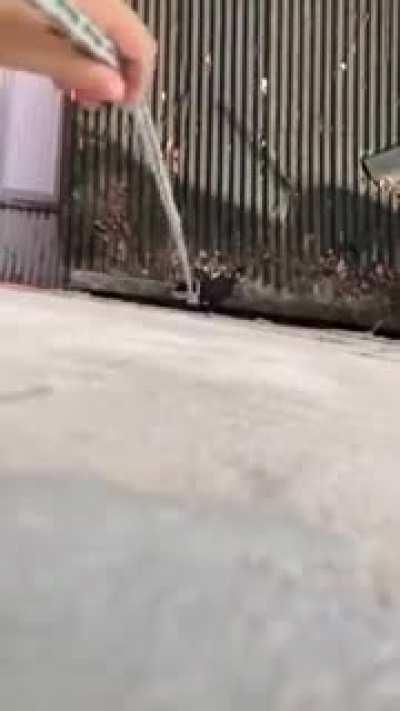 This guy has to lasso his cat (Mateus) back home everytime it falls from his window. By the way he is talking it's not the first time.