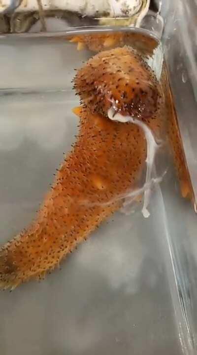 A sea cucumber spawning (sperm).