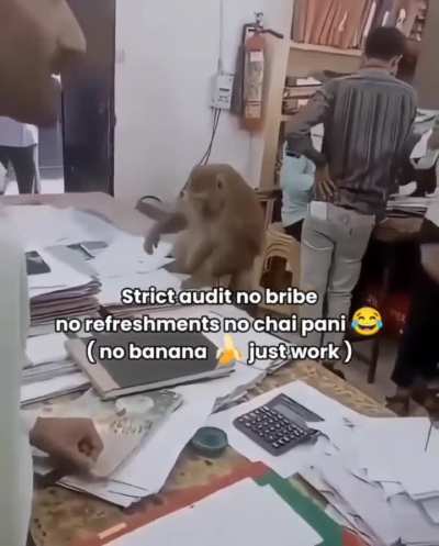 Monki is more hardworking than me ✅ 