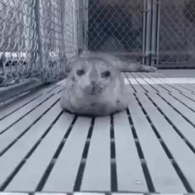 What type of seal is this?