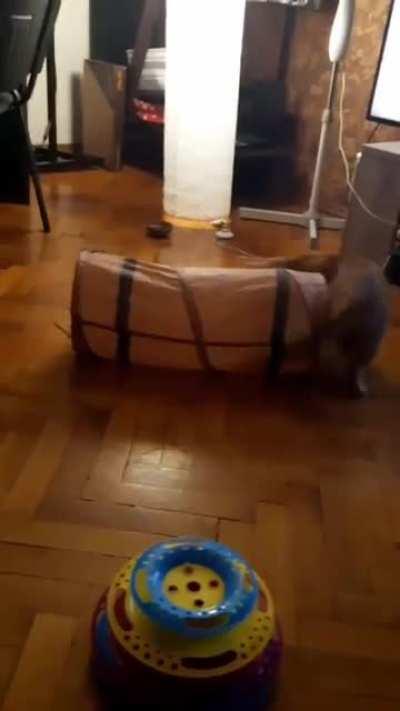 This is Burrito and his last braincell