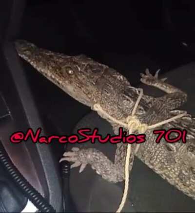All the sicarios with rifles and shit in the car and my guy over here has a goddam crocodile 😂😂 level up bitches!!!