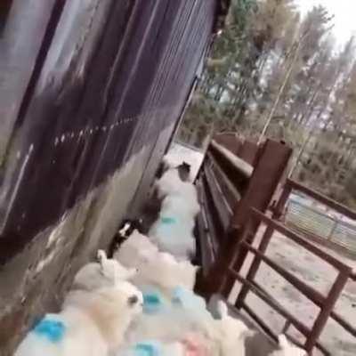 Animal traffic officer solving the traffic problem.