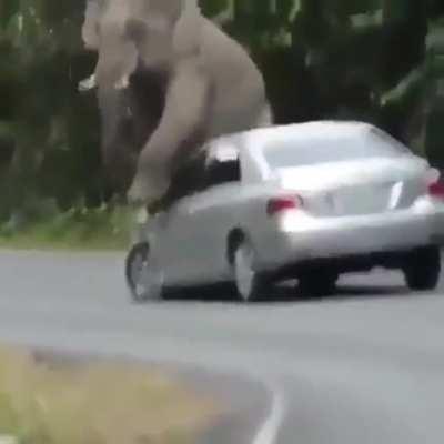 What will you do when you’re itchy and you’re an elephant? 😂