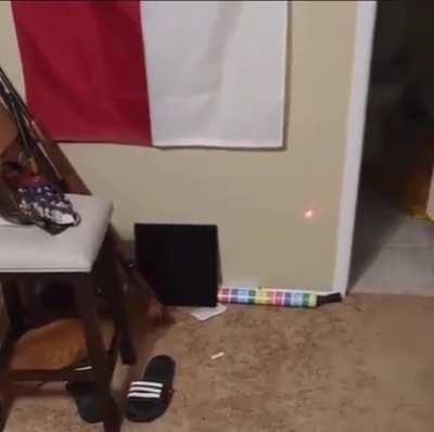 No mames gato gringo