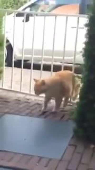 Can't hate this idiot