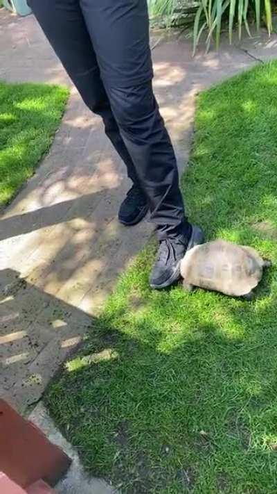 Some animals are just jerks…