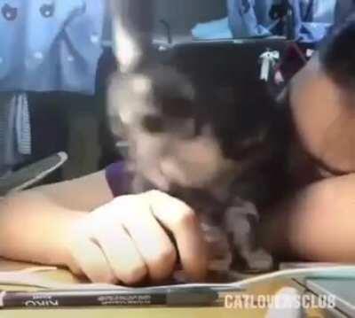 Late-Night-Study-Friends