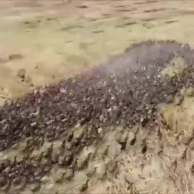 "Look to my coming, at first light, on the fifth day. At dawn, look to the East."