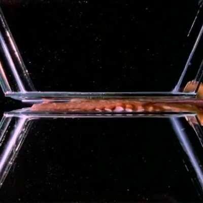 🔥 Octopuses can squeeze through almost anything, as long as their beak fits.