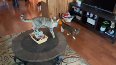 I came home to a rowdy crew today