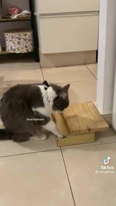 Pianist, currently auditioning for orchestra