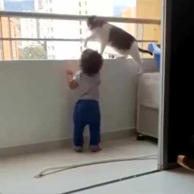 Anyone else concerned for the cat?