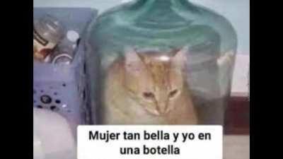 Gato botella