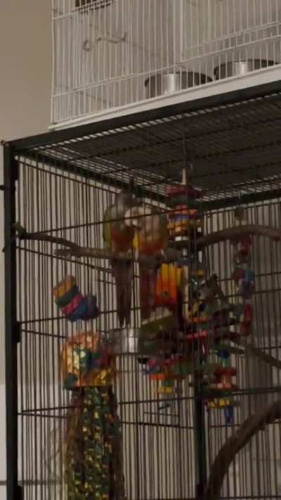 Arlene sings while Pip Pip and Lucy preen