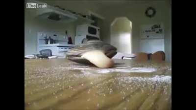 Live clam licks salt on a table