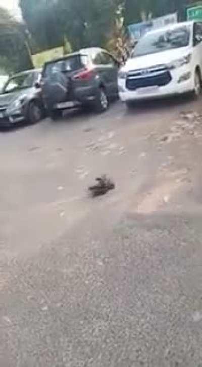 Rat killing a crow