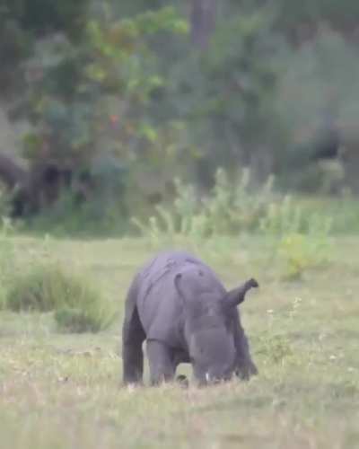 Enraged charging rhino on a furious destructive rampage! Get the f¥@# out of the way people!!