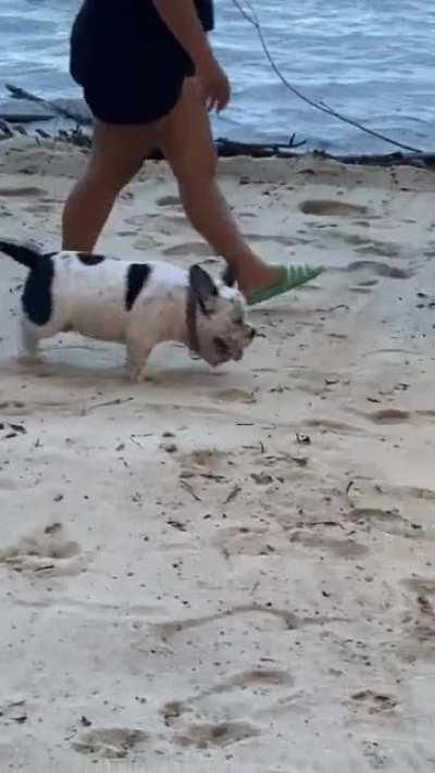 Spotted this chonker on the beach