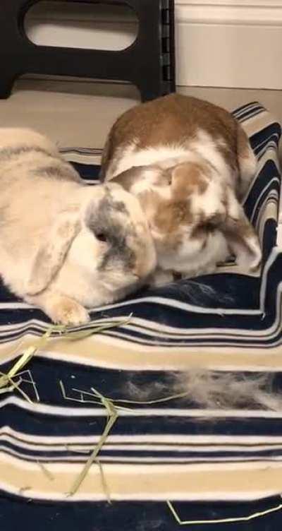 Sterling (left) and his new girlfriend Chai (right) just a few days after bringing her home 🥰