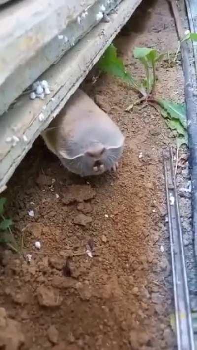 WTF is this creature?